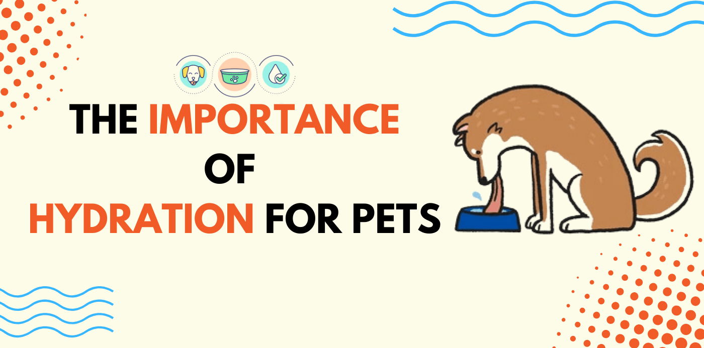 The Importance of Hydration for Pets